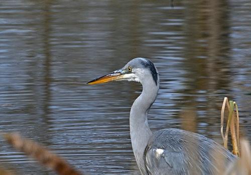 grey-heron-7011390_640_resized